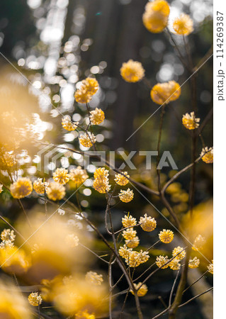 愛宕山のミツマタ群生地（兵庫県丹波篠山市真南条上）※作品コメント欄に撮影位置 114269387