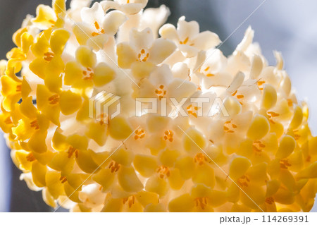 愛宕山のミツマタ群生地(兵庫県丹波篠山市真南条上)※作品コメント欄に撮影位置 愛宕山のミツマタ群生地(兵庫県丹波篠山市真南条上)※作品コメント欄に撮影位置 114269391