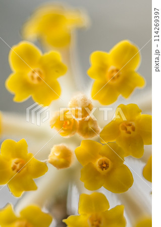 愛宕山のミツマタ群生地（兵庫県丹波篠山市真南条上）※作品コメント欄に撮影位置 114269397