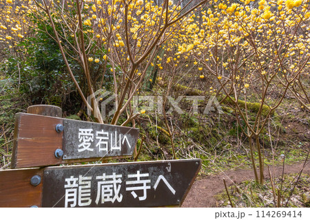 愛宕山のミツマタ群生地（兵庫県丹波篠山市真南条上）※作品コメント欄に撮影位置 114269414
