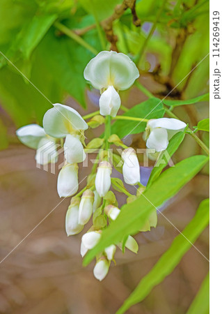 家の周りの草花　四季の色々　近くの雑木林に白い清楚な花が咲きました　白いフジの花 114269419