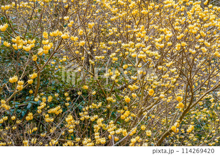 愛宕山のミツマタ群生地（兵庫県丹波篠山市真南条上）※作品コメント欄に撮影位置 114269420