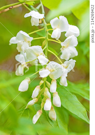家の周りの草花　四季の色々　近くの雑木林に白い清楚な花が咲きました　白いフジの花 114269422