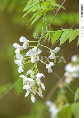 家の周りの草花　四季の色々　近くの雑木林に白い清楚な花が咲きました　白いフジの花 114269665