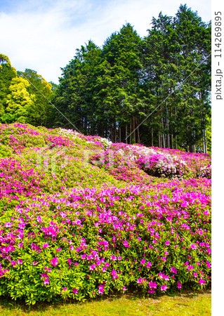 【京都風景】三室戸寺　ツツジ園はまるで絵画の世界 114269895