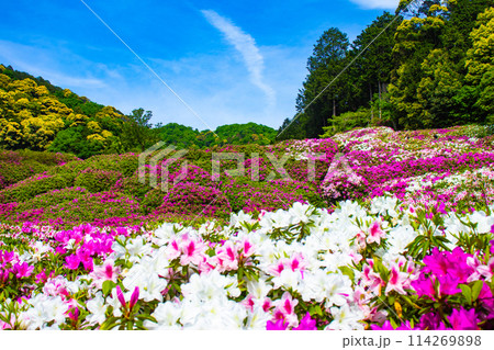 【京都風景】三室戸寺　ツツジ園はまるで絵画の世界 114269898