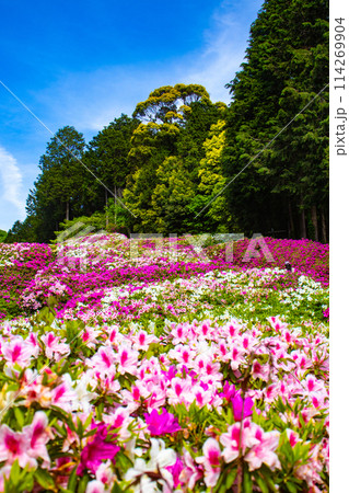 【京都風景】三室戸寺　ツツジ園はまるで絵画の世界 114269904