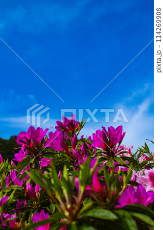 【京都風景】三室戸寺　ツツジ園はまるで絵画の世界 114269908