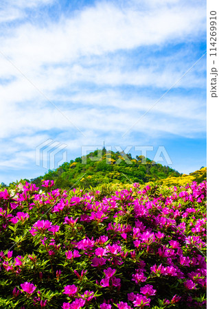 【京都風景】三室戸寺　ツツジ園はまるで絵画の世界 114269910