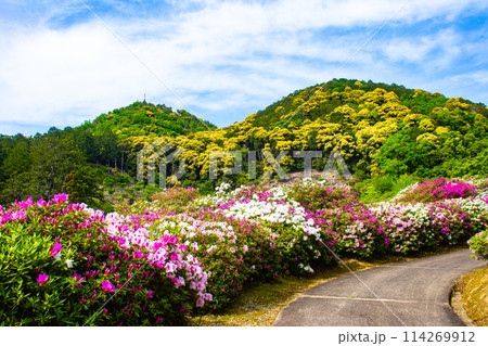 【京都風景】三室戸寺　ツツジ園はまるで絵画の世界 114269912