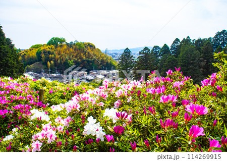 【京都風景】三室戸寺　ツツジ園はまるで絵画の世界 114269915