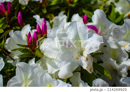 【京都風景】三室戸寺　ツツジ園はまるで絵画の世界 114269920