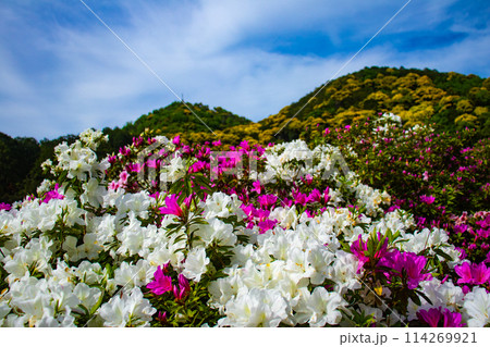【京都風景】三室戸寺　ツツジ園はまるで絵画の世界 114269921