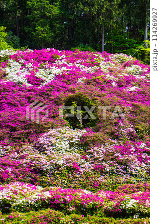 【京都風景】三室戸寺　ツツジ園はまるで絵画の世界 114269927