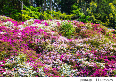 【京都風景】三室戸寺 ツツジ園はまるで絵画の世界 【京都風景】三室戸寺 ツツジ園はまるで絵画の世界 114269929