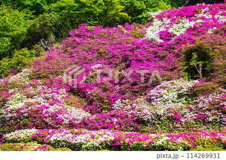 【京都風景】三室戸寺 ツツジ園はまるで絵画の世界 【京都風景】三室戸寺 ツツジ園はまるで絵画の世界 114269931