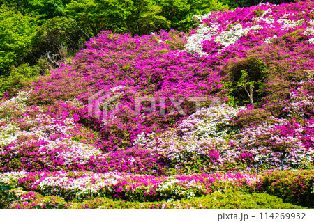【京都風景】三室戸寺　ツツジ園はまるで絵画の世界 114269932