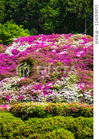 【京都風景】三室戸寺　ツツジ園はまるで絵画の世界 114269933