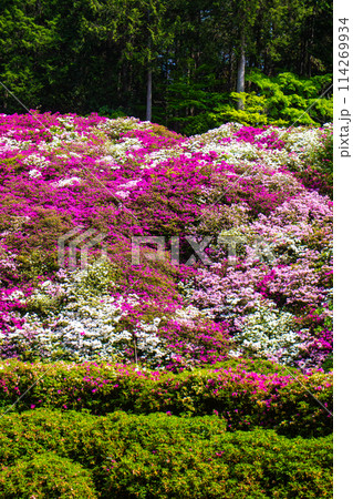 【京都風景】三室戸寺　ツツジ園はまるで絵画の世界 114269934