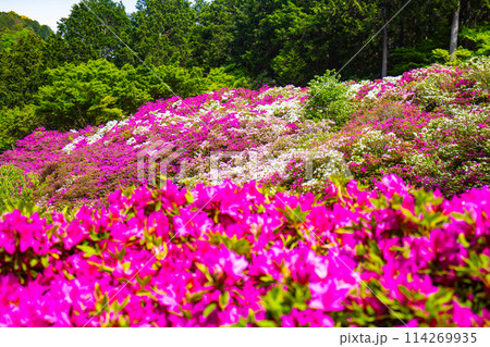 【京都風景】三室戸寺　ツツジ園はまるで絵画の世界 114269935
