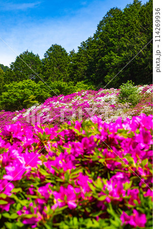 【京都風景】三室戸寺　ツツジ園はまるで絵画の世界 114269936