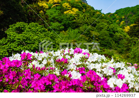 【京都風景】三室戸寺 ツツジ園はまるで絵画の世界 【京都風景】三室戸寺 ツツジ園はまるで絵画の世界 114269937