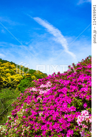 【京都風景】三室戸寺　ツツジ園はまるで絵画の世界 114269941