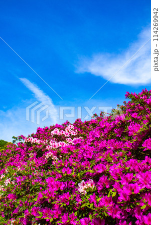【京都風景】三室戸寺　ツツジ園はまるで絵画の世界 114269942