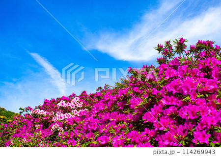 【京都風景】三室戸寺　ツツジ園はまるで絵画の世界 114269943