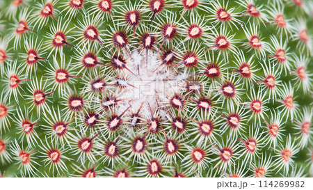 close up of cactus for use as background close up of cactus for use as background 114269982