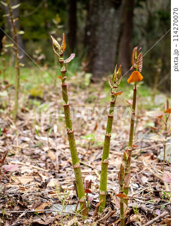 山に生えているイタドリ 山に生えているイタドリ 114270070