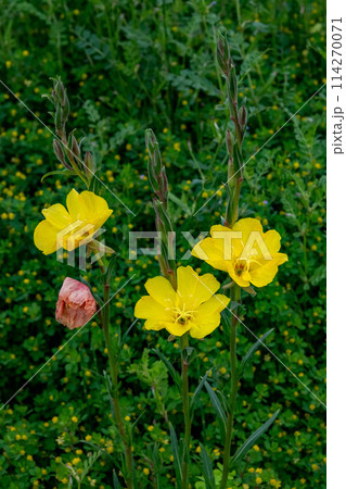 マツヨイグサの黄色い花 マツヨイグサの黄色い花 114270071