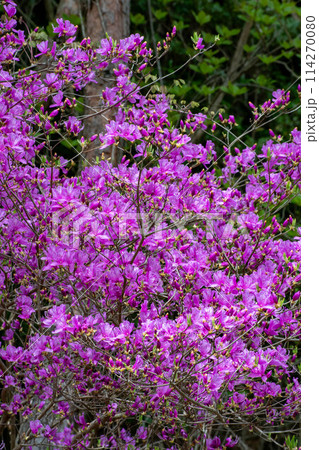 ミツバツツジの花 114270080