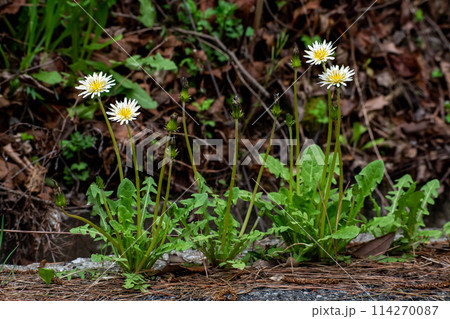 道端に咲いているシロバナタンポポの花 114270087