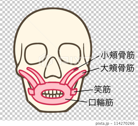 Zygomatic major muscle, Zygomatic minor muscle, Laughter muscle, Orbicularis oris muscle, Facial muscles Zygomatic major muscle, Zygomatic minor muscle, Laughter muscle, Orbicularis oris muscle, Facial muscles 114270266