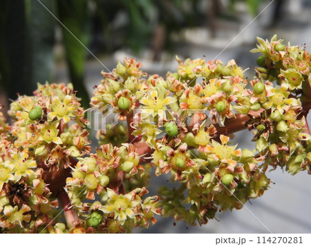 満開のマンゴーの花 満開のマンゴーの花 114270281