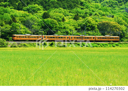 新緑が美しい初夏の県境を駆け抜ける115系 114270302