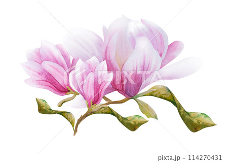 Watercolor vector illustration with blooming pink flowers and magnolia branches. Hand drawn magnolia. 114270431