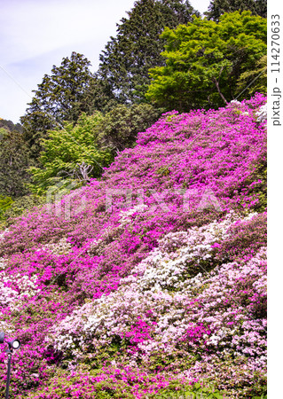 【京都風景】三室戸寺　ツツジ園はまるで絵画の世界 114270633