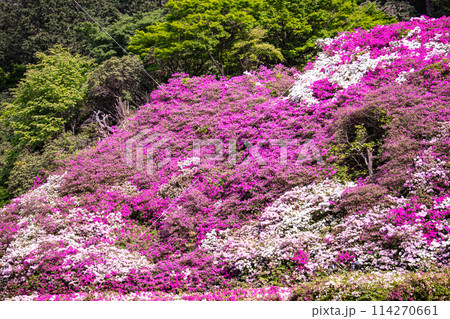 【京都風景】三室戸寺　ツツジ園はまるで絵画の世界 114270661