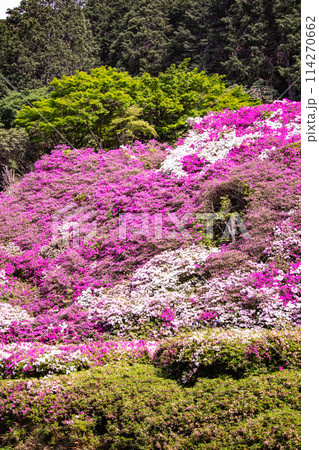 【京都風景】三室戸寺　ツツジ園はまるで絵画の世界 114270662