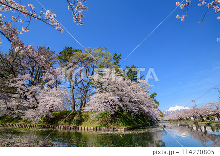 桜満開の弘前城外濠と岩木山　青森県 114270805