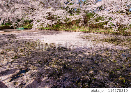 桜満開の弘前城外濠の花筏　青森県 114270810