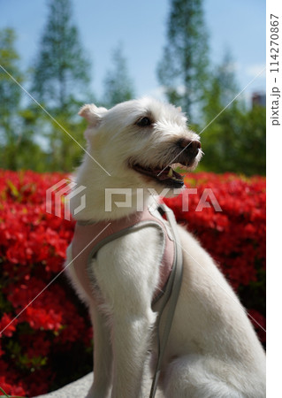 White dog with pink azalea flowers in the garden. Selective focus. White dog with pink azalea flowers in the garden. Selective focus. 114270867