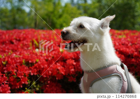 White dog with pink azalea flowers in the garden. Selective focus. 114270868