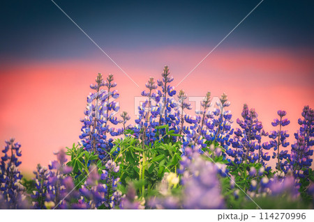 Colorful purple Lupin flower blooming and sunset sky on background in summer Colorful purple Lupin flower blooming and sunset sky on background in summer 114270996
