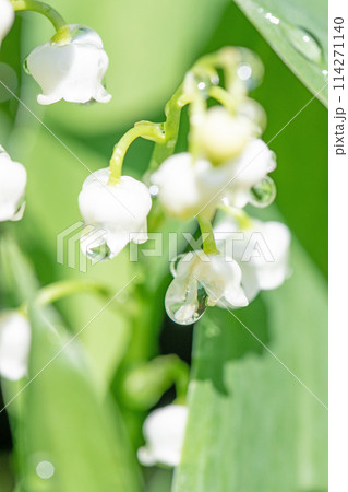家の周りの草花 四季の色々 家の木陰に白い小さな花が咲きました スズランの花 家の周りの草花 四季の色々 家の木陰に白い小さな花が咲きました スズランの花 114271140