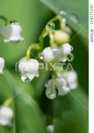家の周りの草花　四季の色々　家の木陰に白い小さな花が咲きました　スズランの花 114271142
