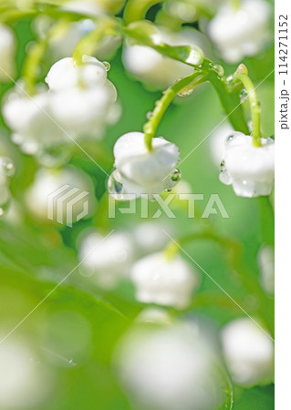 家の周りの草花　四季の色々　家の木陰に白い小さな花が咲きました　スズランの花 114271152