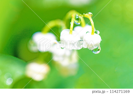 家の周りの草花　四季の色々　家の木陰に白い小さな花が咲きました　スズランの花 114271169